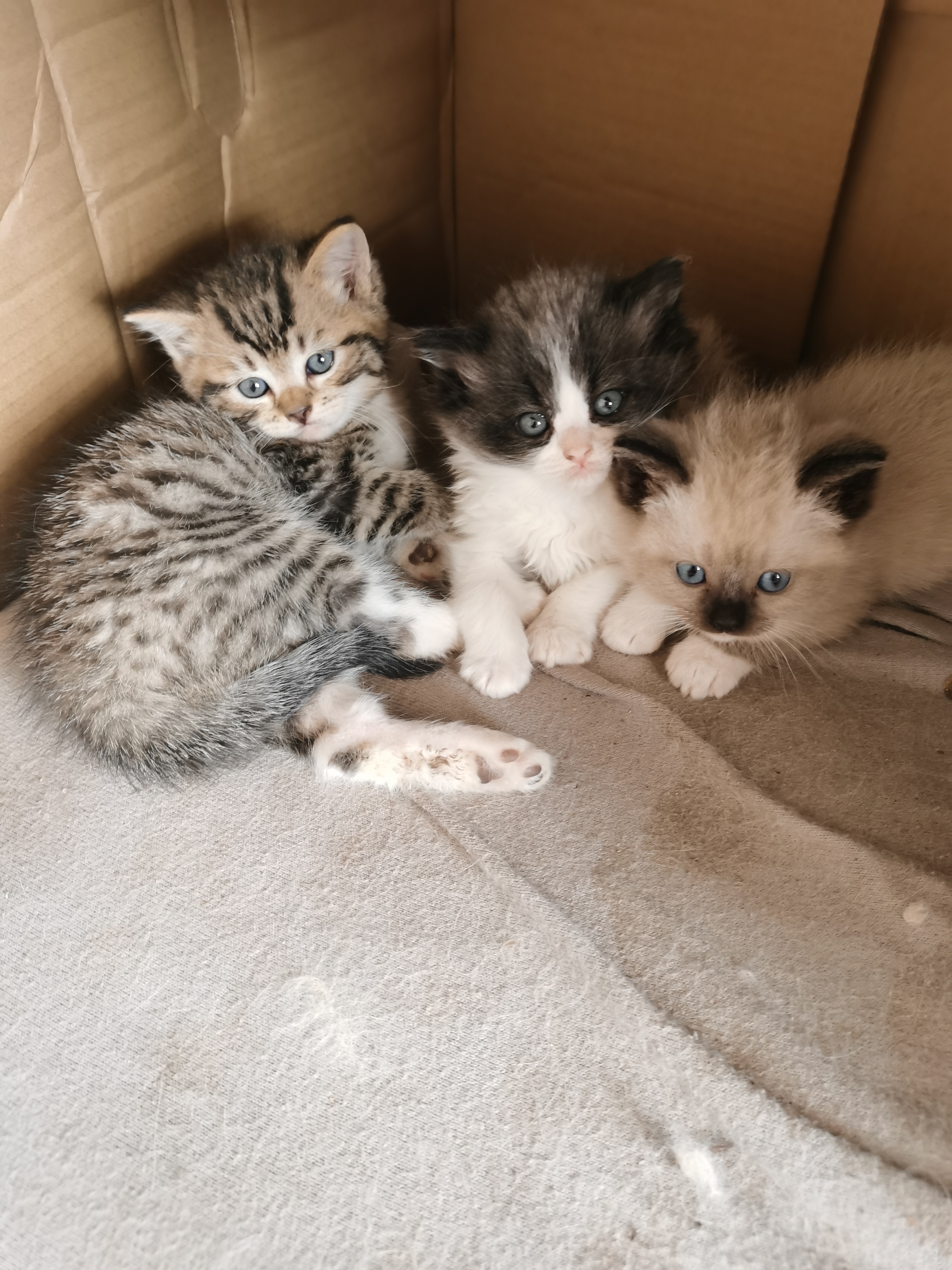 有暹罗猫，另外还有一只三脚猫可以送